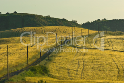 Getreidefeld in der Toskana - Meadow in Tuscany