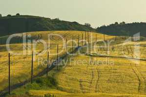 Getreidefeld in der Toskana - Meadow in Tuscany
