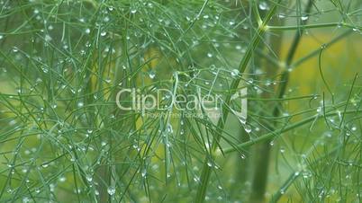Fennel with drops.