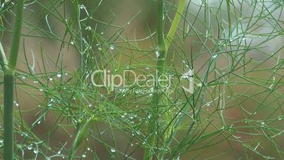 Fennel with drops.