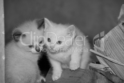 Little Cats in the Tuscan Countryside