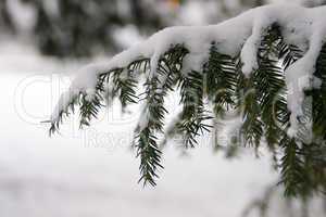 Zweig mit Schnee