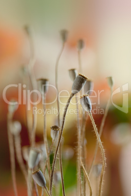 Herbstbild mit getrockneten Mohnkapseln