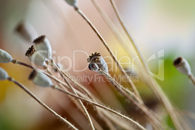 Herbstbild mit getrockneten Mohnkapseln