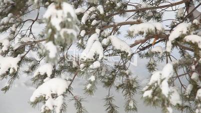 Pine tree under snow