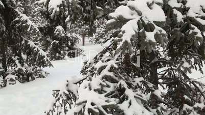Pine tree under snow sequence