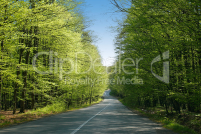 Straße durch Frühlingswald