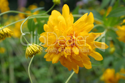 Gelbe Blume