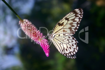 Schmetterling auf Blüte