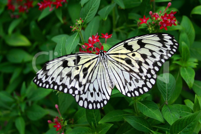 Schmetterling auf Pflanze