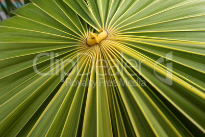 Gefächertes Palmblatt