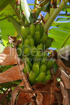 Bananen am Baum