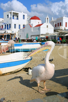 Pelikan auf Mykonos