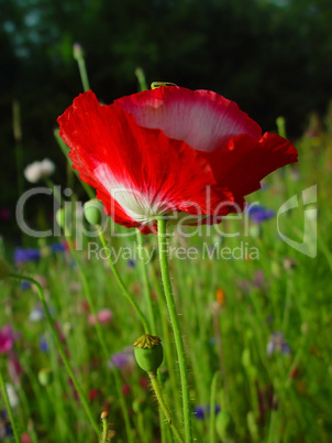 Mohnblume Mohnblume