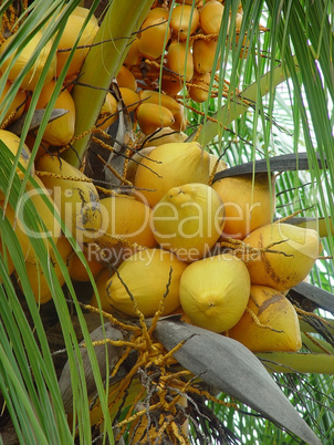 Kokosnüsse am Baum