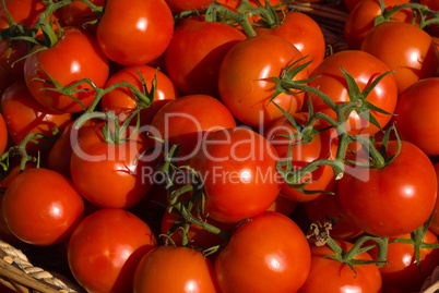 Tomate (Solanum lycopersicum) - Tomatoe