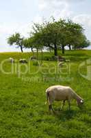 Schafe auf der Weide . Sheep on a meadow