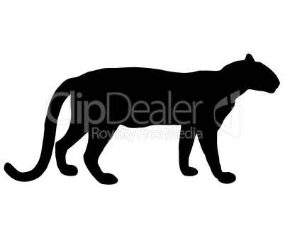 Silhouette Leopard