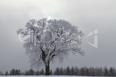 Eiche im Winter