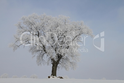 Eiche im Winter