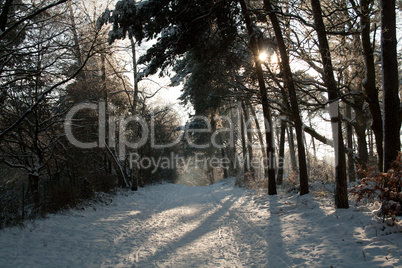 Winterwald