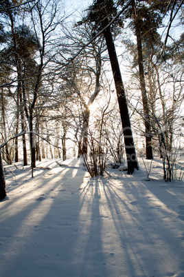 Winterwald