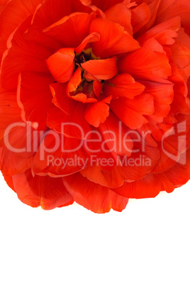 Macro of red tulip bud isolated