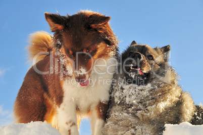 Spielende Hunde toben im Schnee