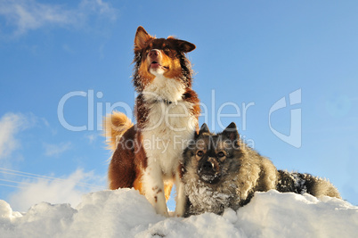 Spielende Hunde toben im Schnee