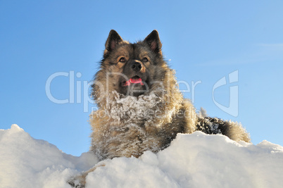 Hund liegt im Schnee