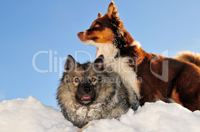 Spielende Hunde toben im Schnee