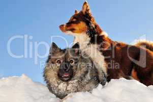 Spielende Hunde toben im Schnee