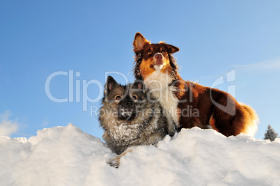 Spielende Hunde toben im Schnee