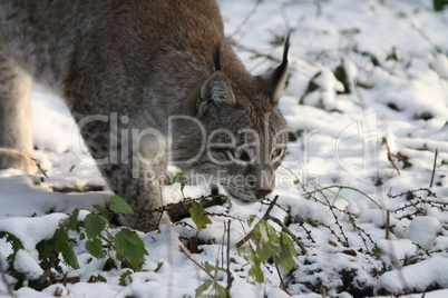 Luchs