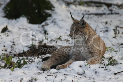 Luchs