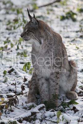 Luchs