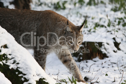 Luchs