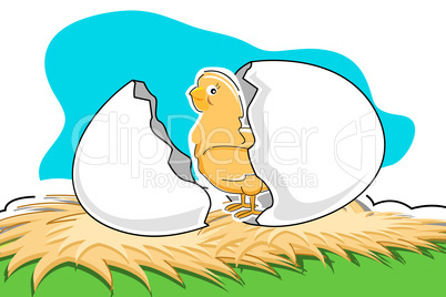 chick with broken egg