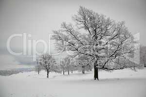 Oaks in winter