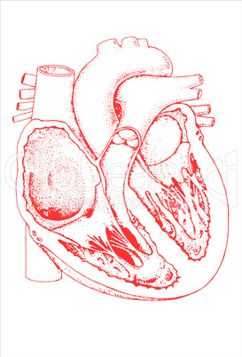 Schnittbild Cor/ anatomie