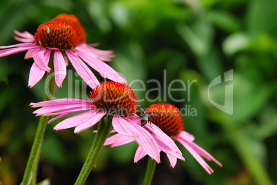 Echinacea purpurea