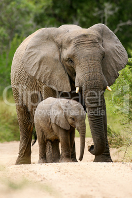 African Elephant