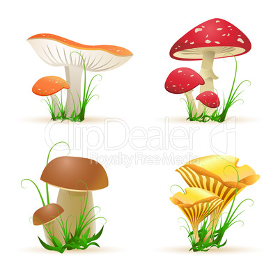 different mushroom trees