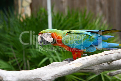 An image of a colorful parrot