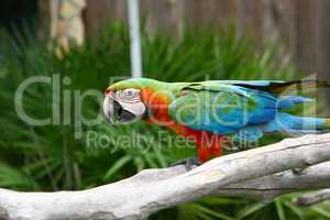 An image of a colorful parrot