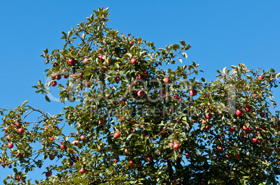 Red ripe apples