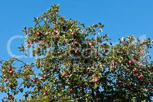 Red ripe apples