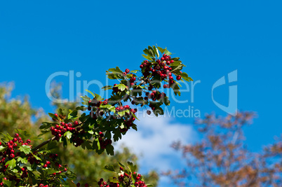 Red berries