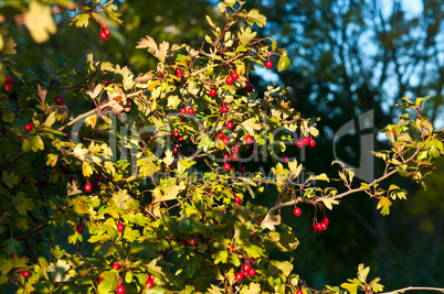 Red berries