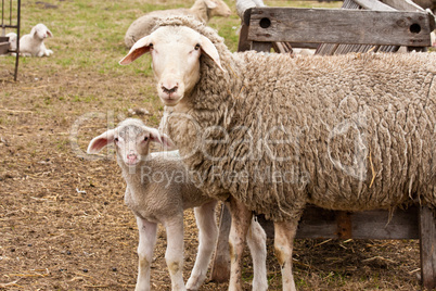 Schaf und Lamm, Sheep and lamb